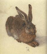 Albrecht Durer A Young Hare Norge oil painting reproduction